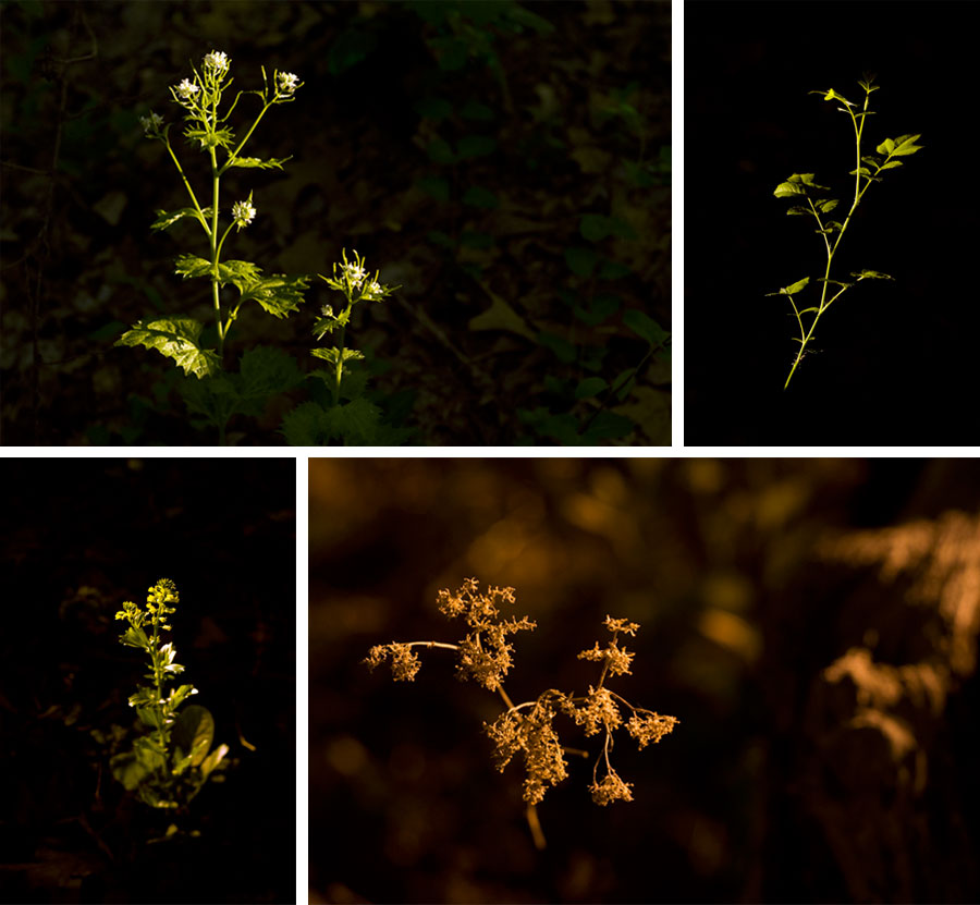 Night photography – plants illuminated by streetlight at night