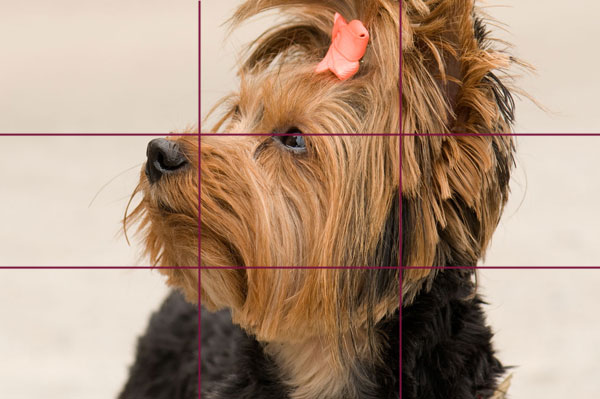 Poorly-composed crop of a Yorkshire Terrier.