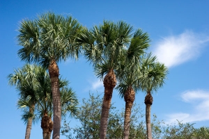 Palm trees and sky free stock image