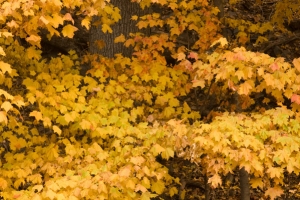 Golden fall foliage free stock photo