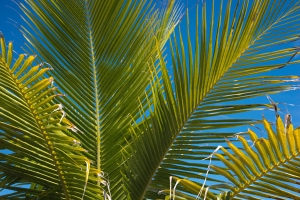 Palm fronds free stock photo