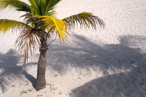 Palm tree on beach free stock photo