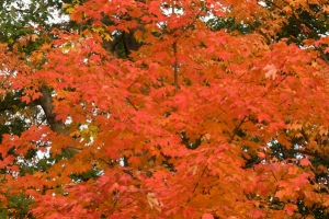 Red fall leaves free stock photo