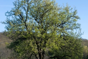 Spring tree in sunlight free stock picture