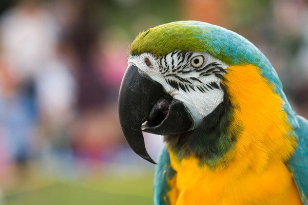 Blue and Gold Macaw and bokeh background