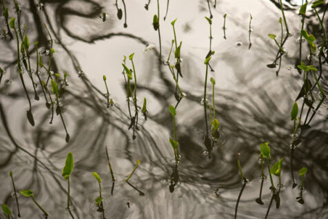 <a class="white" href="https://www.dropbox.com/s/pcy0al9cg4bykd4/plants-in-water.jpg?dl=1">Download High-Resolution Photo</a> Aquatic plants free stock photo