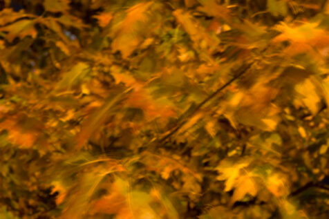 <a class="white" href="https://www.dropbox.com/s/sey8x91x2npgiti/autumn-abstract.jpg?dl=1">Download High-Resolution Photo</a> Autumn leaves at night free stock photo