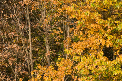 <a class="white" href="https://www.dropbox.com/s/d726c9plol1hvoa/autumn-foliage.jpg?dl=1">Download High-Resolution Photo</a> Autumn foliage free stock photo