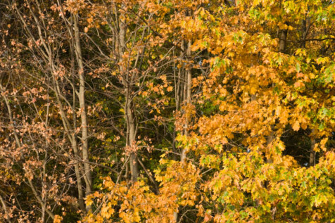 <a class="white" href="https://www.dropbox.com/s/d726c9plol1hvoa/autumn-foliage.jpg?dl=1">Download High-Resolution Photo</a> Autumn foliage free stock photo