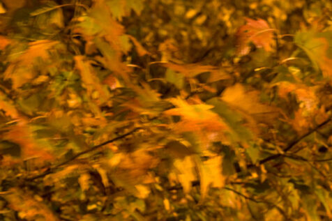 <a class="white" href="https://www.dropbox.com/s/xsvfv2cn3yu6pmm/autumn-leaves-abstract.jpg?dl=1">Download High-Resolution Photo</a> Fall leaves at night free stock photo