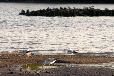 <a class="white" href="https://www.dropbox.com/s/av5xgrdbts3x4pz/birds-near-hudson-river.jpg?dl=1">Download High-Resolution Photo</a> free stock photo of birds near Hudson River
