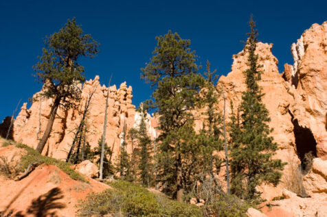 <a class="white" href="https://www.dropbox.com/s/nmzowip3ei1ewew/bryce-canyon-park-trees.jpg?dl=1">Download High-Resolution Photo</a> Bryce Canyon trees free stock image