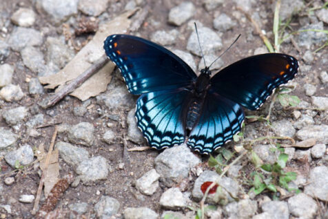 <a class="white" href="https://www.dropbox.com/s/koz26v9zqv6xwtu/butterfly.jpg?dl=1">Download High-Resolution Photo</a> Free stock image of butterfly on the ground