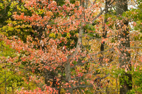 <a class="white" href="https://www.dropbox.com/s/h4su71b86j9e0qf/colorful-fall-foliage.jpg?dl=1">Download High-Resolution Photo</a> Fall foliage free stock photo