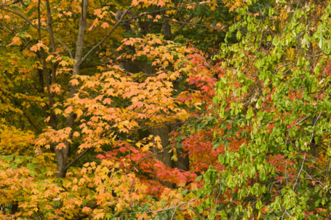 <a class="white" href="https://www.dropbox.com/s/r9sv68ungq0rl6y/colors-of-autumn.jpg?dl=1">Download High-Resolution Photo</a> Bright fall foliage free stock photo