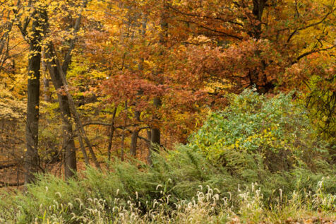 <a class="white" href="https://www.dropbox.com/s/v5lupi1ztqerm8l/colors-of-autumn.jpg?dl=1">Download High-Resolution Photo</a> Fall colors free stock photo