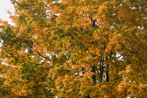 <a class="white" href="https://www.dropbox.com/s/1slc2ob3pr7afns/colors-of-fall.jpg?dl=1">Download High-Resolution Photo</a> Colors of fall free stock photo