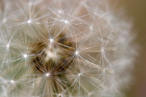 <a class="white" href="https://www.dropbox.com/s/mkc4iahrhapbkup/dandelion.jpg?dl=1">Download High-Resolution Photo</a> Dandelion close-up