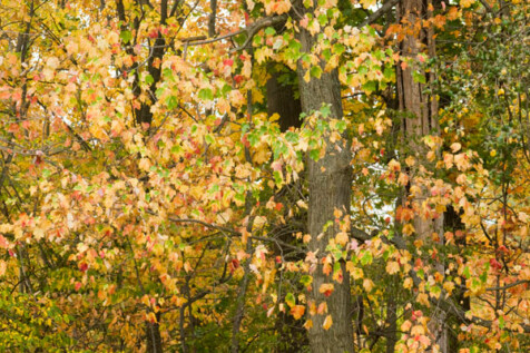 <a class="white" href="https://www.dropbox.com/s/bz2oqvt0fr3ue60/fall-foliage.jpg?dl=1">Download High-Resolution Photo</a> Autumn foliage free stock photo