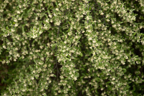<a class="white" href="https://www.dropbox.com/s/8doj3b5b3mnich0/flowers-green-plants.jpg?dl=1">Download High-Resolution Photo</a> Green and white plant