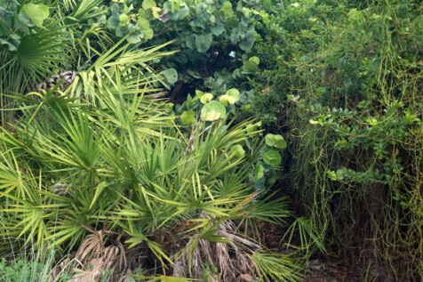 <a class="white" href="https://www.dropbox.com/s/1d4o0kpy7p1ae0n/plant-life-florida.jpg?dl=1">Download High-Resolution Photo</a> Plant life in Florida free stock photo