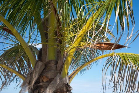 <a class="white" href="https://www.dropbox.com/s/i4kwsevx483z7v7/palm-tree.jpg?dl=1">Download High-Resolution Photo</a> Palm tree and sky free stock image