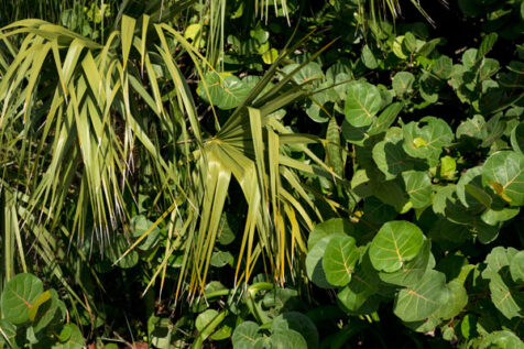 <a class="white" href="https://www.dropbox.com/s/i10zzsxbjc6bszc/plants-in-sunlight.jpg?dl=1">Download High-Resolution Photo</a> Sunlit plants in Florida free stock photo
