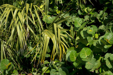<a class="white" href="https://www.dropbox.com/s/i10zzsxbjc6bszc/plants-in-sunlight.jpg?dl=1">Download High-Resolution Photo</a> Sunlit plants in Florida free stock photo