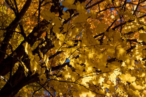 <a class="white" href="https://www.dropbox.com/s/8yzqwjco2bi6iap/fall-leaves-on-tree.jpg?dl=1">Download High-Resolution Photo</a> Autumn foliage free stock photo