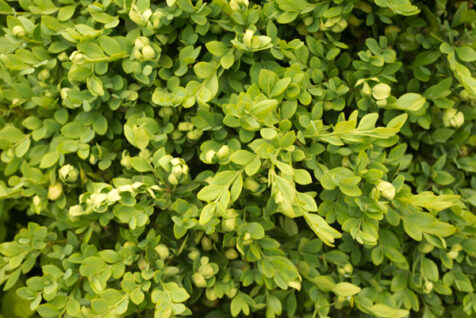 <a class="white" href="https://www.dropbox.com/s/6mfbfy5lesryt9w/green-leaved-bush.jpg?dl=1">Download High-Resolution Photo</a> Green-leaved bush free stock picture