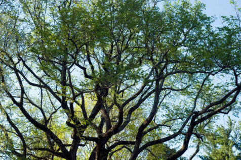 <a class="white" href="https://www.dropbox.com/s/7vcdxs6p66rn652/green-leaved-tree.jpg?dl=1">Download High-Resolution Photo</a> Green-leaved tree free stock picture