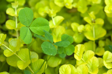 <a class="white" href="https://www.dropbox.com/s/1awoiauzv001cn6/green-yellow-plants.jpg?dl=1">Download High-Resolution Photo</a> Green and yellow plants