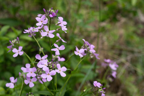 <a class="white" href="https://www.dropbox.com/s/91ydwwqjyosuw9f/purple-flora.jpg?dl=1">Download High-Resolution Photo</a> Lavender free stock photo