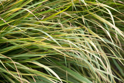 <a class="white" href="https://www.dropbox.com/s/tg49jzck4rg5zph/leafy-plant.jpg?dl=1">Download High-Resolution Photo</a> Leafy plant free stock image