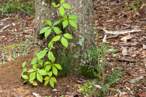 <a class="white" href="https://www.dropbox.com/s/sogq3hji9r3gmr2/leaves-tree.jpg?dl=1">Download High-Resolution Photo</a> Tree trunk and leaves free stock pic