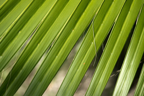 <a class="white" href="https://www.dropbox.com/s/c7e1l5fkv4zfb41/palm-fronds.jpg?dl=1">Download High-Resolution Photo</a> Green plant in sunlight free stock photo