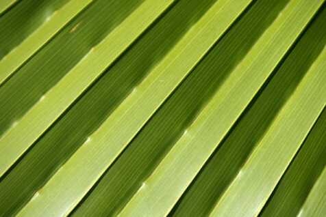 <a class="white" href="https://www.dropbox.com/s/j1lsuvn0xtac4t6/palm-fronds-in-sunlight.jpg?dl=1">Download High-Resolution Photo</a> Green plant texture free stock photo