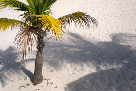<a class="white" href="https://www.dropbox.com/s/tnf3zfxq2n0knxi/palm-tree-on-beach.jpg?dl=1">Download High-Resolution Photo</a> Palm tree on beach free stock photo