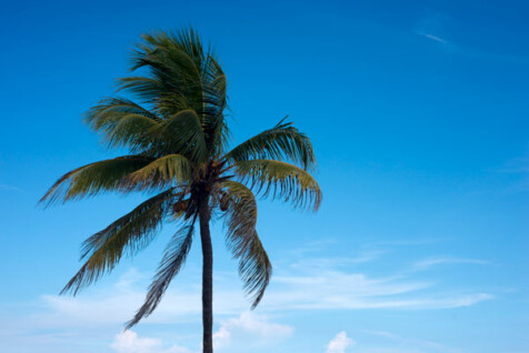<a class="white" href="https://www.dropbox.com/s/jfpckq2srif1tz3/palm-tree-sky.jpg?dl=1">Download High-Resolution Photo</a> Palm tree and sky free stock photo