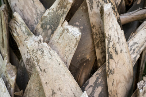 <a class="white" href="https://www.dropbox.com/s/wuj1txirokr2u5w/palm-tree-trunk.jpg?dl=1">Download High-Resolution Photo</a> Palm tree truck close-up free stock image