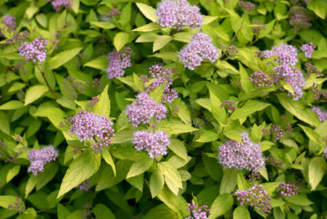 <a class="white" href="https://www.dropbox.com/s/xxv7gl4ccn2ofqy/pink-flowers-on-bush.jpg?dl=1">Download High-Resolution Photo</a> Pink flowers on bush