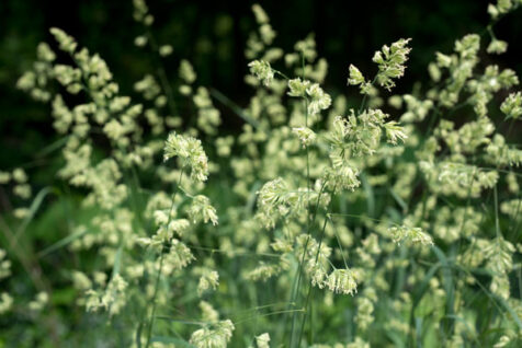 <a class="white" href="https://www.dropbox.com/s/vchv6tb6llg86db/plant-background.jpg?dl=1">Download High-Resolution Photo</a> Light green plants and dark background