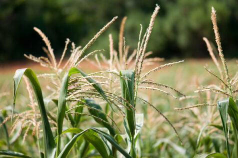 <a class="white" href="https://www.dropbox.com/s/5qebql8joe7bmy7/plants-in-sunlight.jpg?dl=1">Download High-Resolution Photo</a> Plants in sunlight copyright-free image