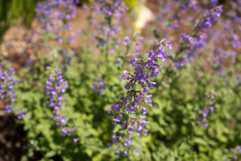 <a class="white" href="https://www.dropbox.com/s/w0eiga0iqeioygw/purple-flowers-background.jpg?dl=1">Download High-Resolution Photo</a> Purple flowers background