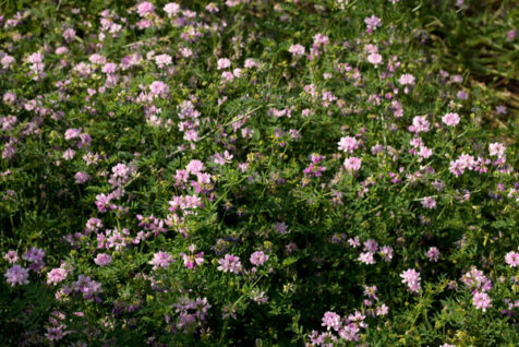 <a class="white" href="https://www.dropbox.com/s/adsq5j14e8rn66d/purple-flowers.jpg?dl=1">Download High-Resolution Photo</a> Purple flowers in a field