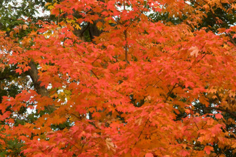 <a class="white" href="https://www.dropbox.com/s/lf19n2cufp1t151/red-fall-leaves.jpg?dl=1">Download High-Resolution Photo</a> Bright fall leaves free stock photo