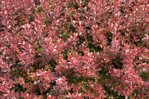 <a class="white" href="https://www.dropbox.com/s/fh7cllb401hdaiv/red-leaved-bush.jpg?dl=1">Download High-Resolution Photo</a> Red-leaved bush