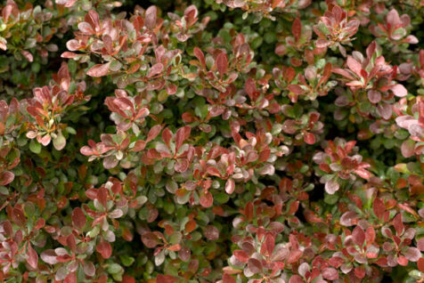 <a class="white" href="https://www.dropbox.com/s/rgrg20nwxyt5ycw/red-leaves-bush.jpg?dl=1">Download High-Resolution Photo</a> Red-leaved bush free stock photo
