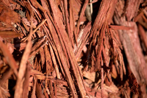 <a class="white" href="https://www.dropbox.com/s/ywjimkj9f91m4i1/red-mulch-close-up.jpg?dl=1">Download High-Resolution Photo</a> Red mulch free stock image