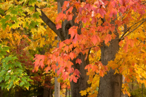 <a class="white" href="https://www.dropbox.com/s/uynuqm48o6j5t1g/red-yellow-green-foliage.jpg?dl=1">Download High-Resolution Photo</a> Colorful fall foliage free stock photo